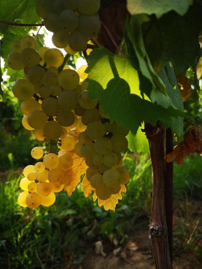 Pizzulin - Wine & Living Villa Prepotto  ภายนอก รูปภาพ